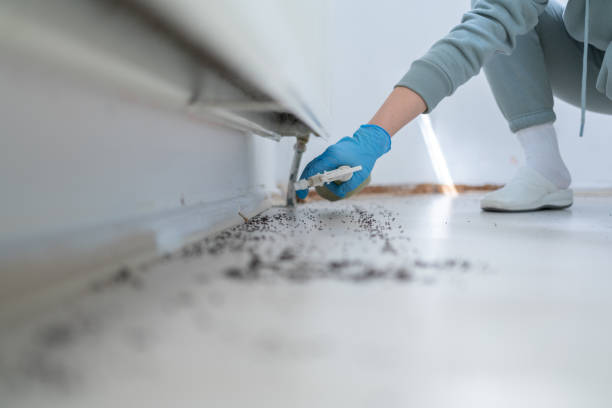 Best Flea Control Services  in Preston, MN